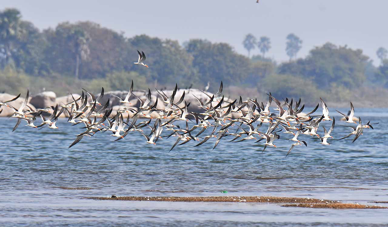 Karimnagar: Winged visitors make Mid Manair dam a preferred winter destination