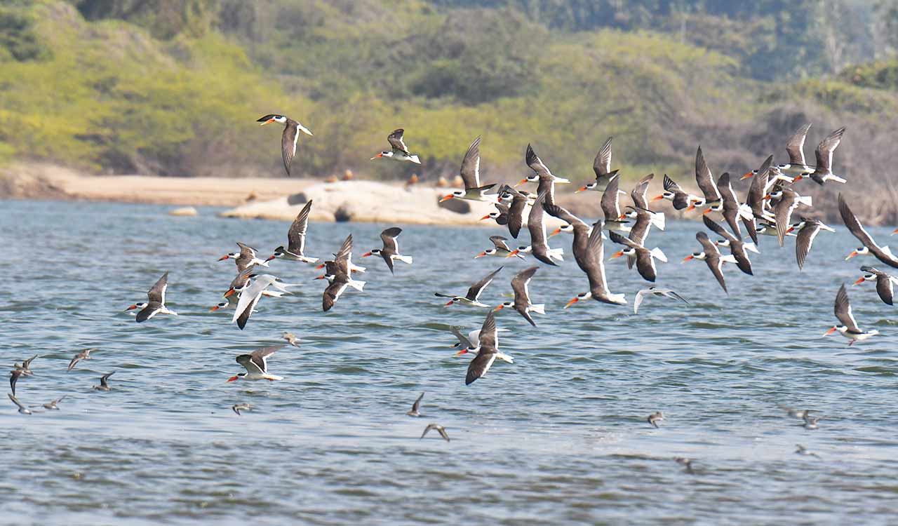 Karimnagar: Winged visitors make Mid Manair dam a preferred winter destination