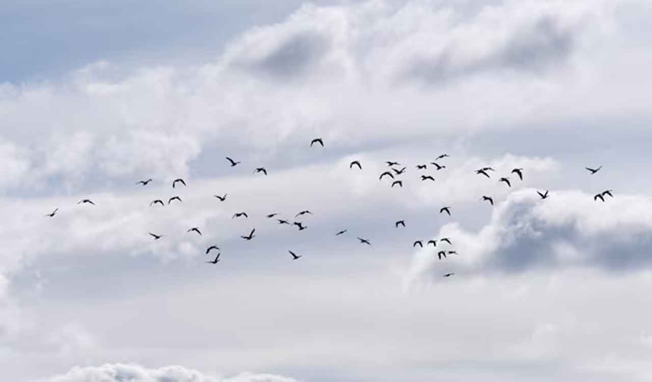 HP: Two new bird species spotted in Kangra’s lake, identification awaited