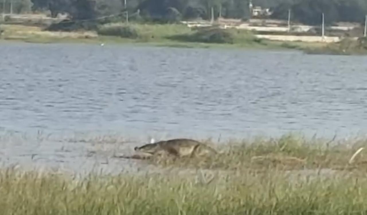 Watch: Sighting of crocodiles creates panic among fishermen in Sadasivapet