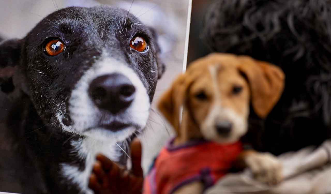 UP man feeding liquor to dog arrested for cruelty