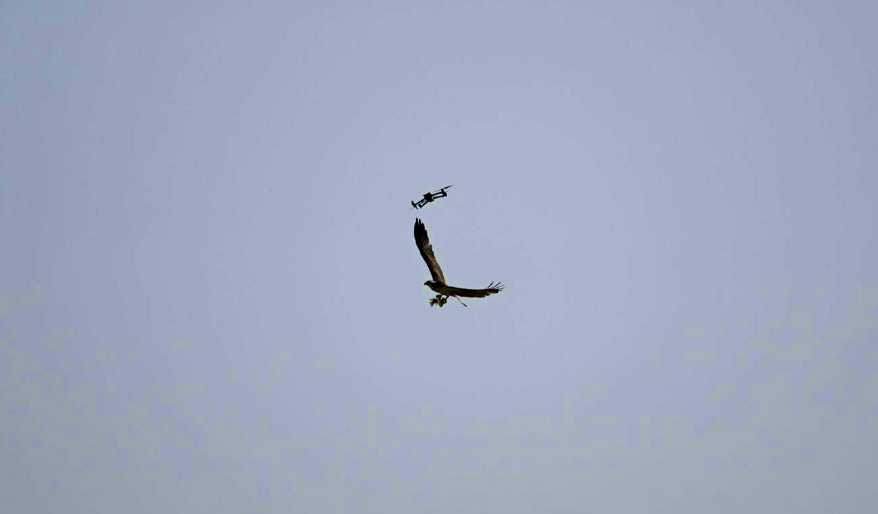 Sangareddy: Drone harassment of rare birds at Lower Manair Dam shocks birders