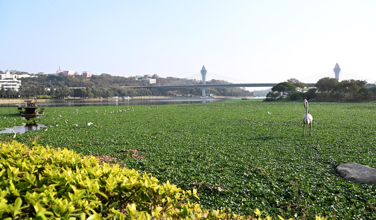 Hyderabad: Weed infestation mars scenic beauty of Durgam Cheruvu