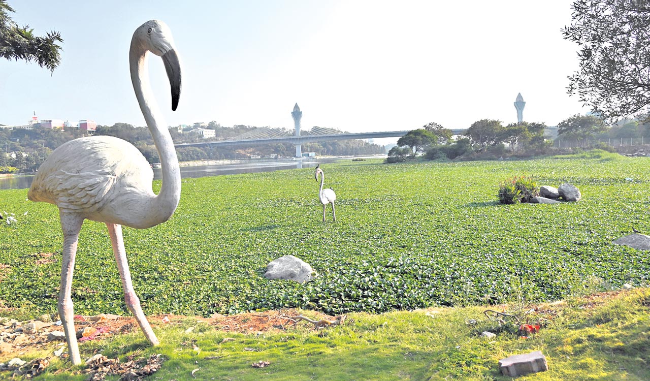Hyderabad: Weed infestation mars scenic beauty of Durgam Cheruvu