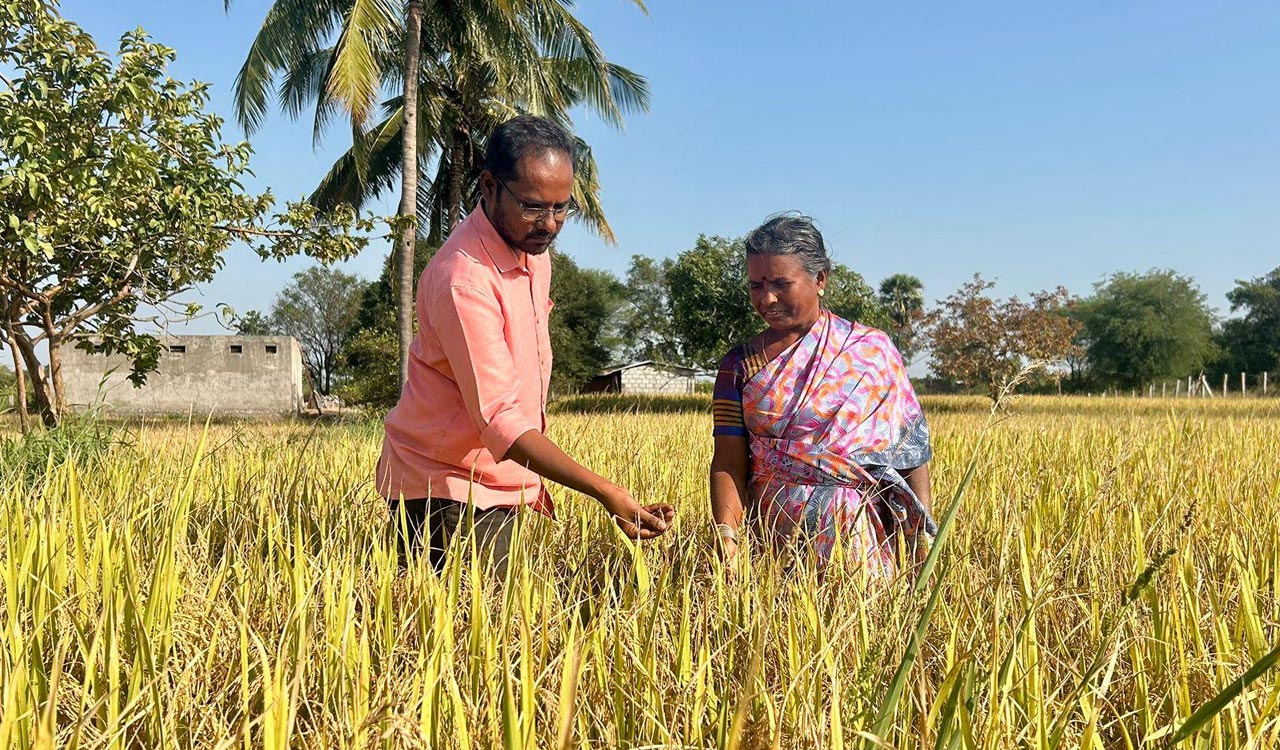 India overtakes china to become the world’s largest rice producer