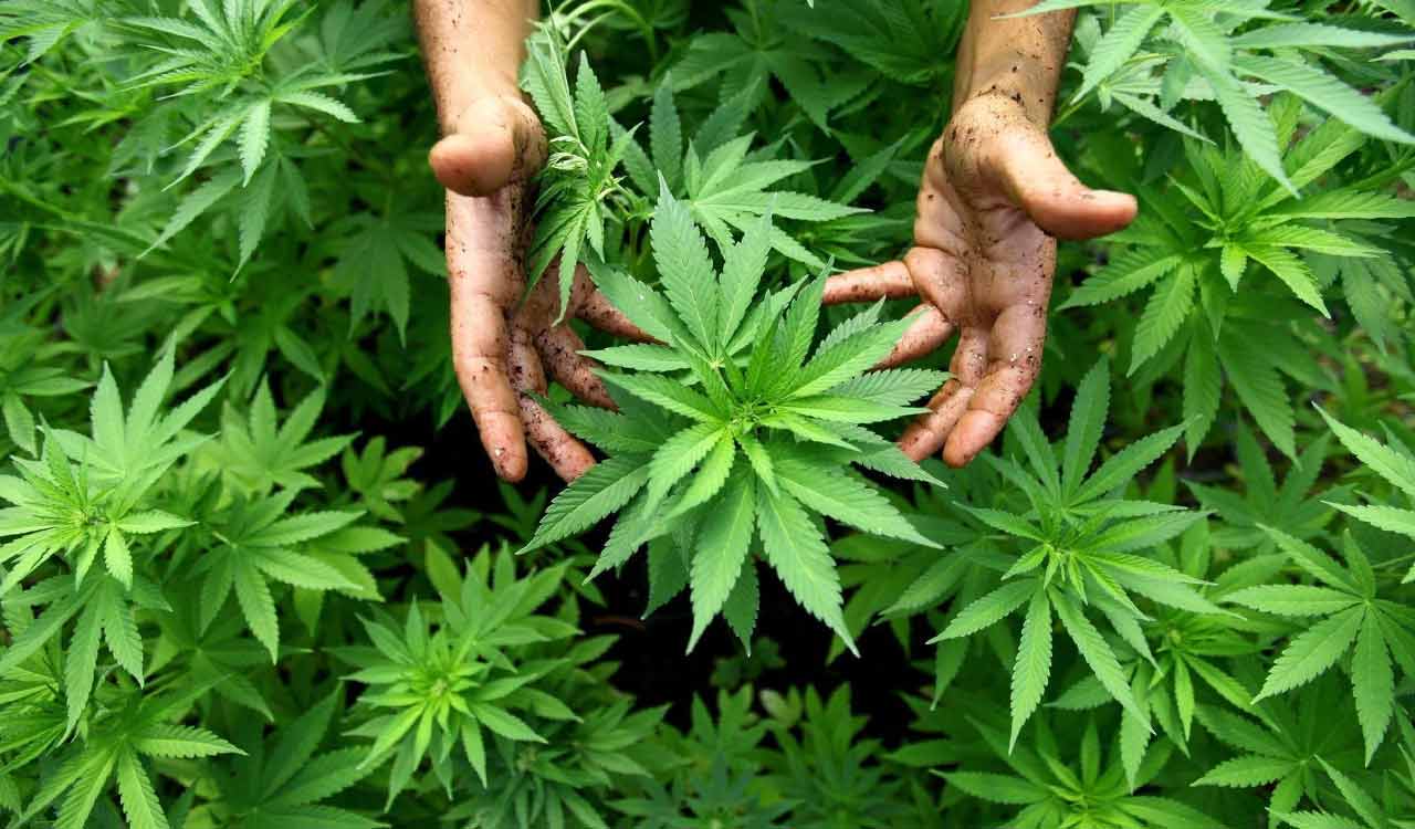 EAGLE Force apprehends juvenile with 10 kg of ganja in Hyderabad