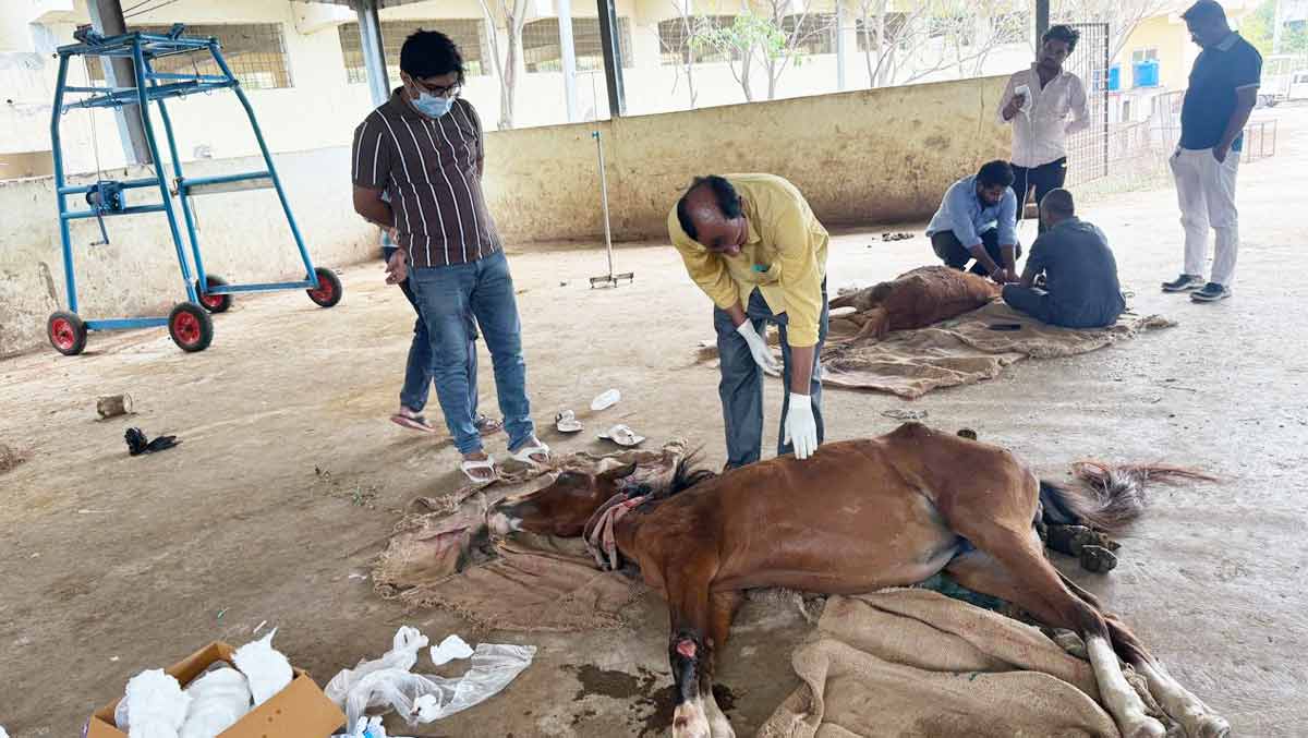 Two horses critically injured in Balapur road mishap, rescued