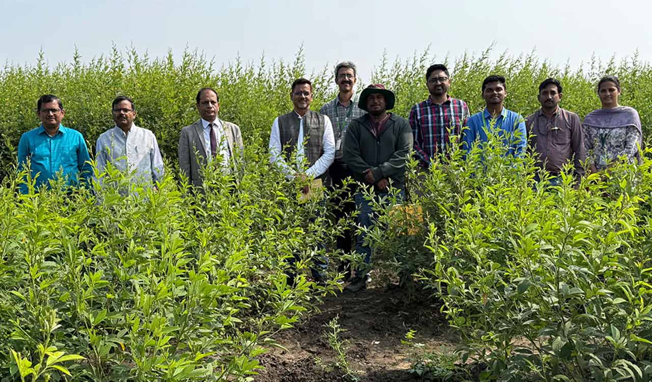 ICRISAT study shows transplantation of pigeonpea enhances productvity