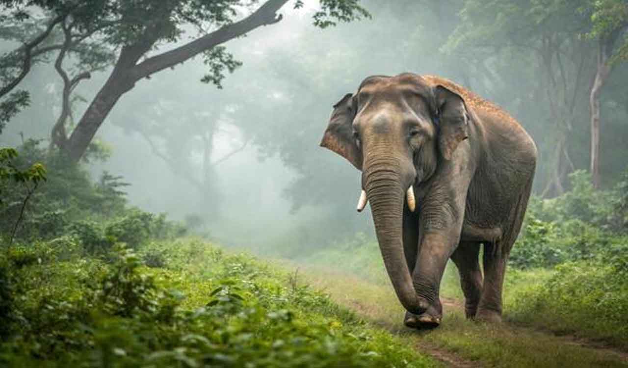 Four of family among six trampled to death by wild elephant in Jharkhand