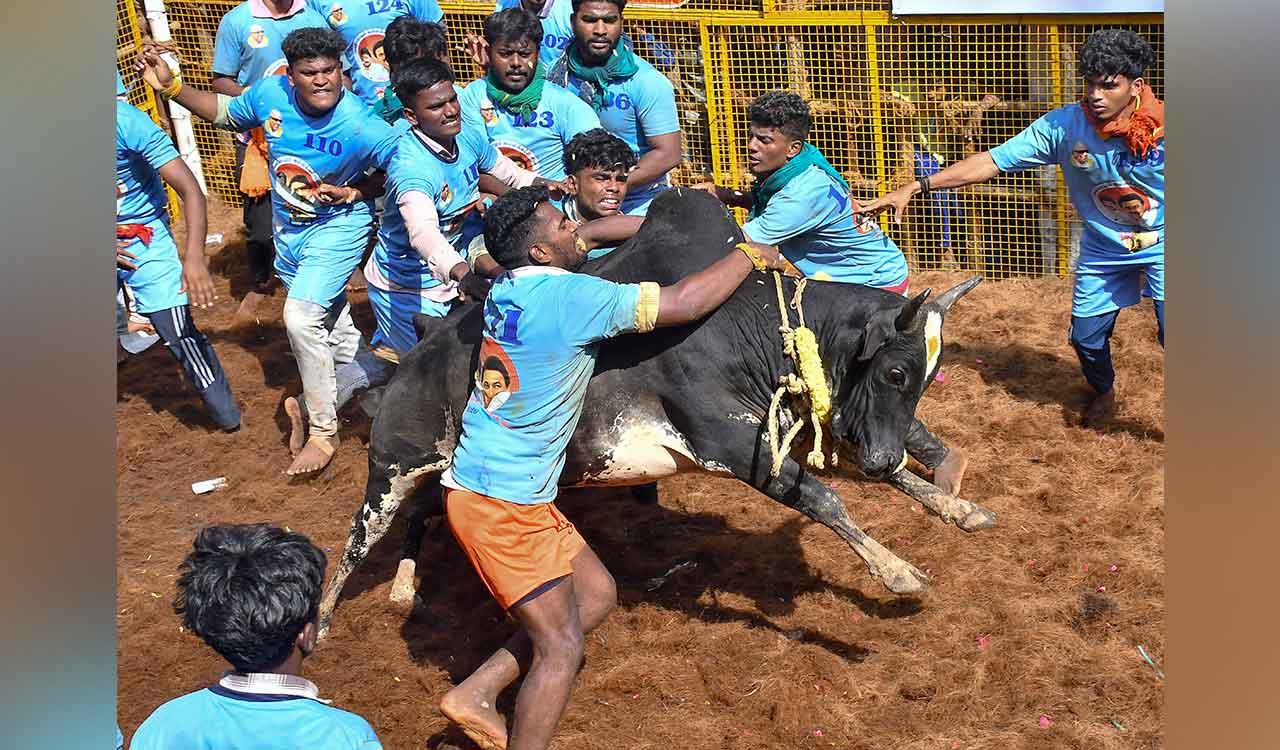 Udhayanidhi flags off jallikattu at Palamedu
