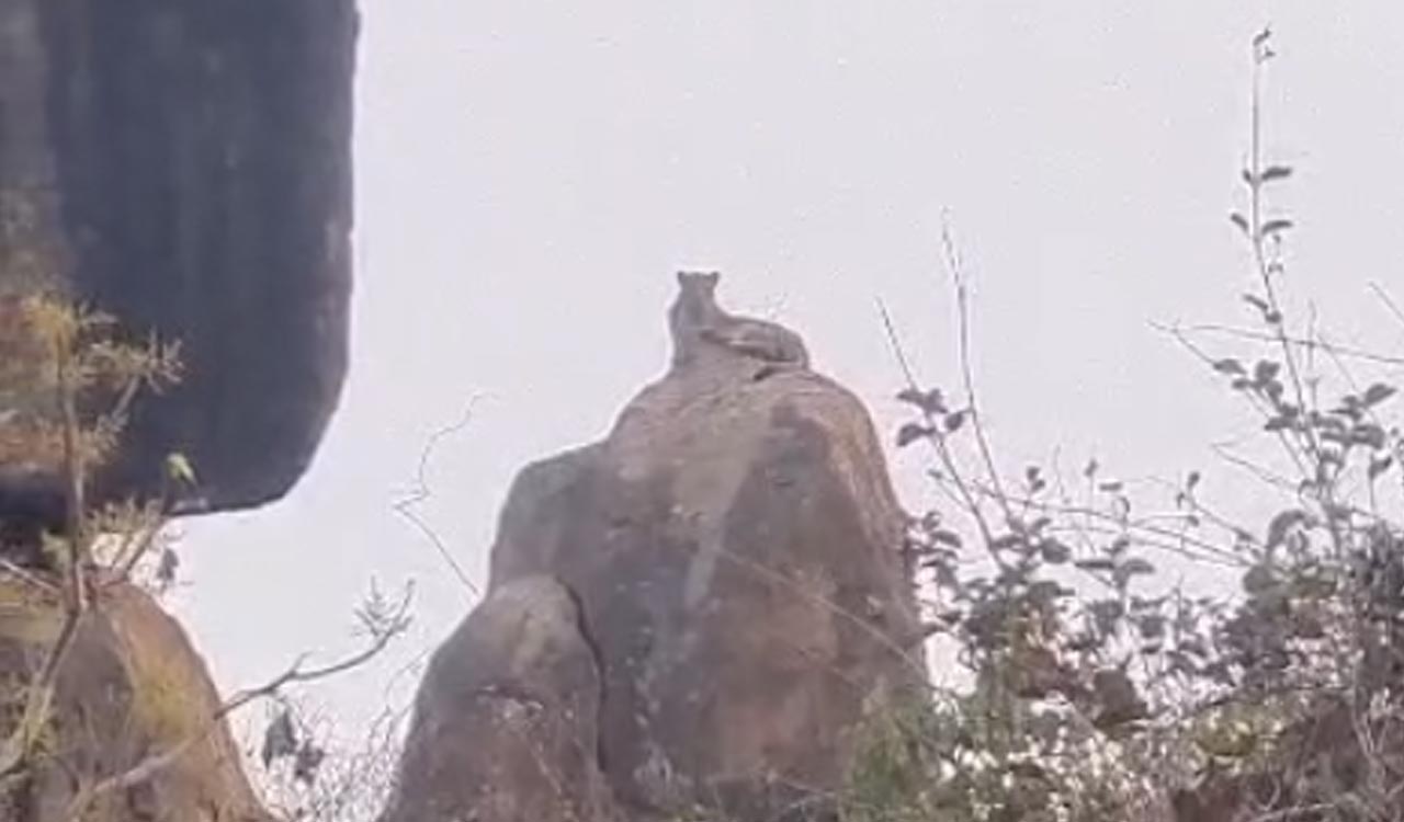 Medak: Two leopards spotted on hillock in Gundreddipally