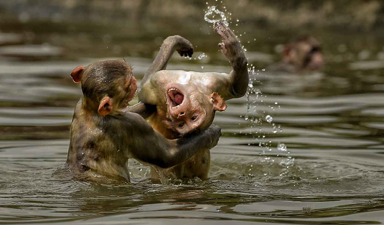 11 monkeys found dead in Karnataka forest area