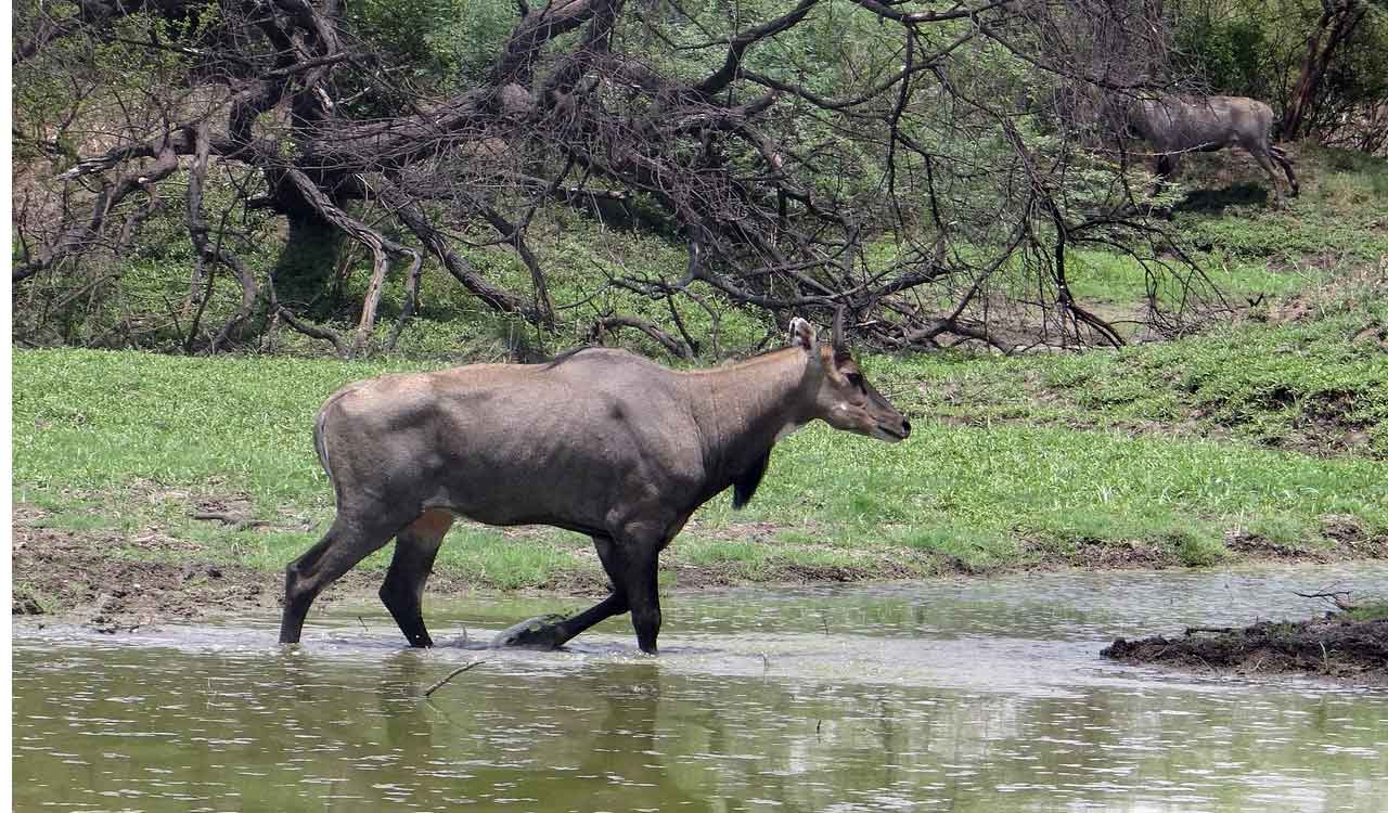Child sitting in mother’s lap killed as nilgai jumps into moving car in MP