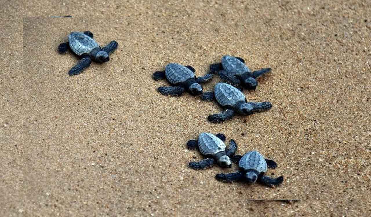 Olive Ridley Turtles’ nesting picks up pace along TN’s coastal delta