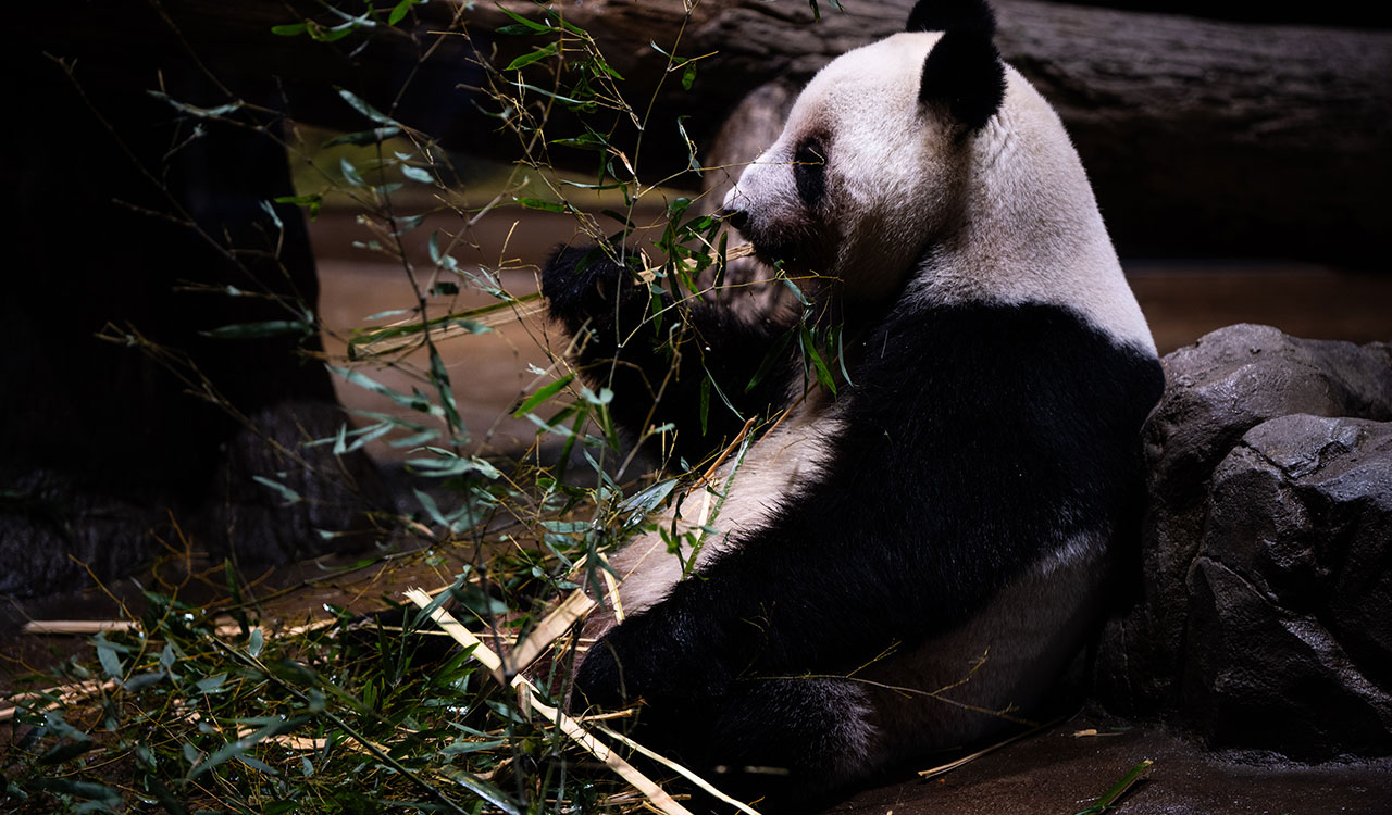 Last 2 pandas in Japan are leaving for China as ties are strained