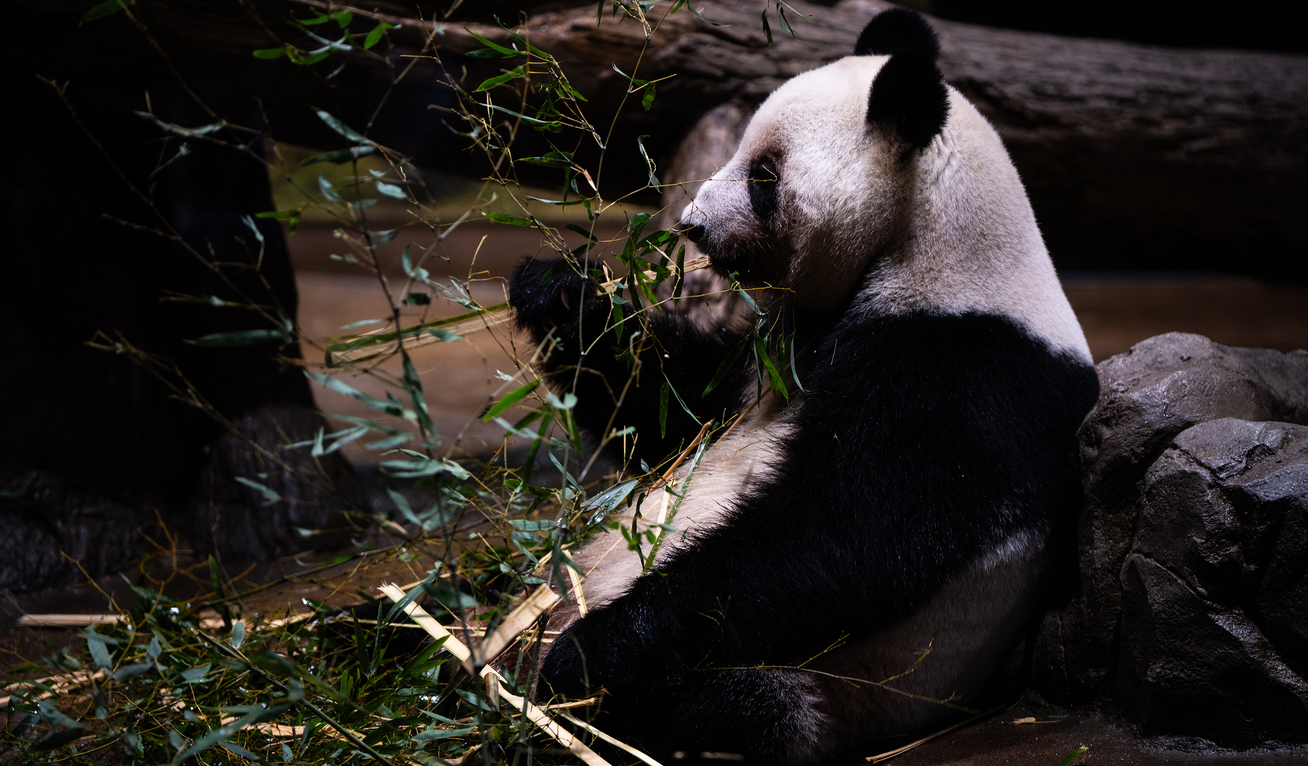 Last 2 pandas in Japan are leaving for China as ties are strained