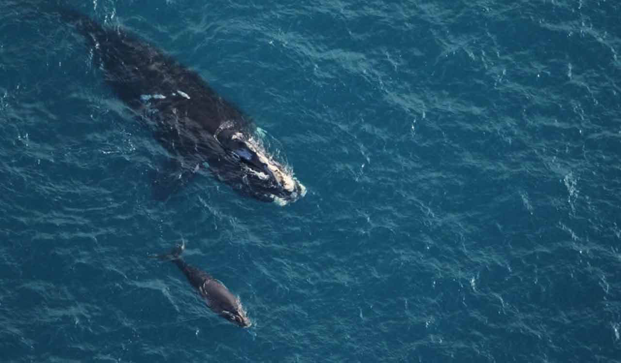 Rare whale is having encouraging season for births. Scientists warn it might still go extinct