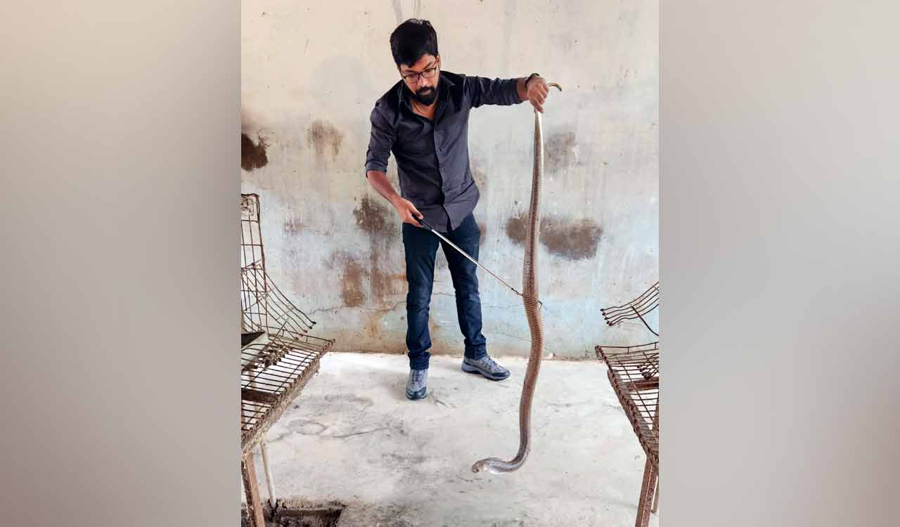 Over 15,000 snakes rescued in Telangana in 2025