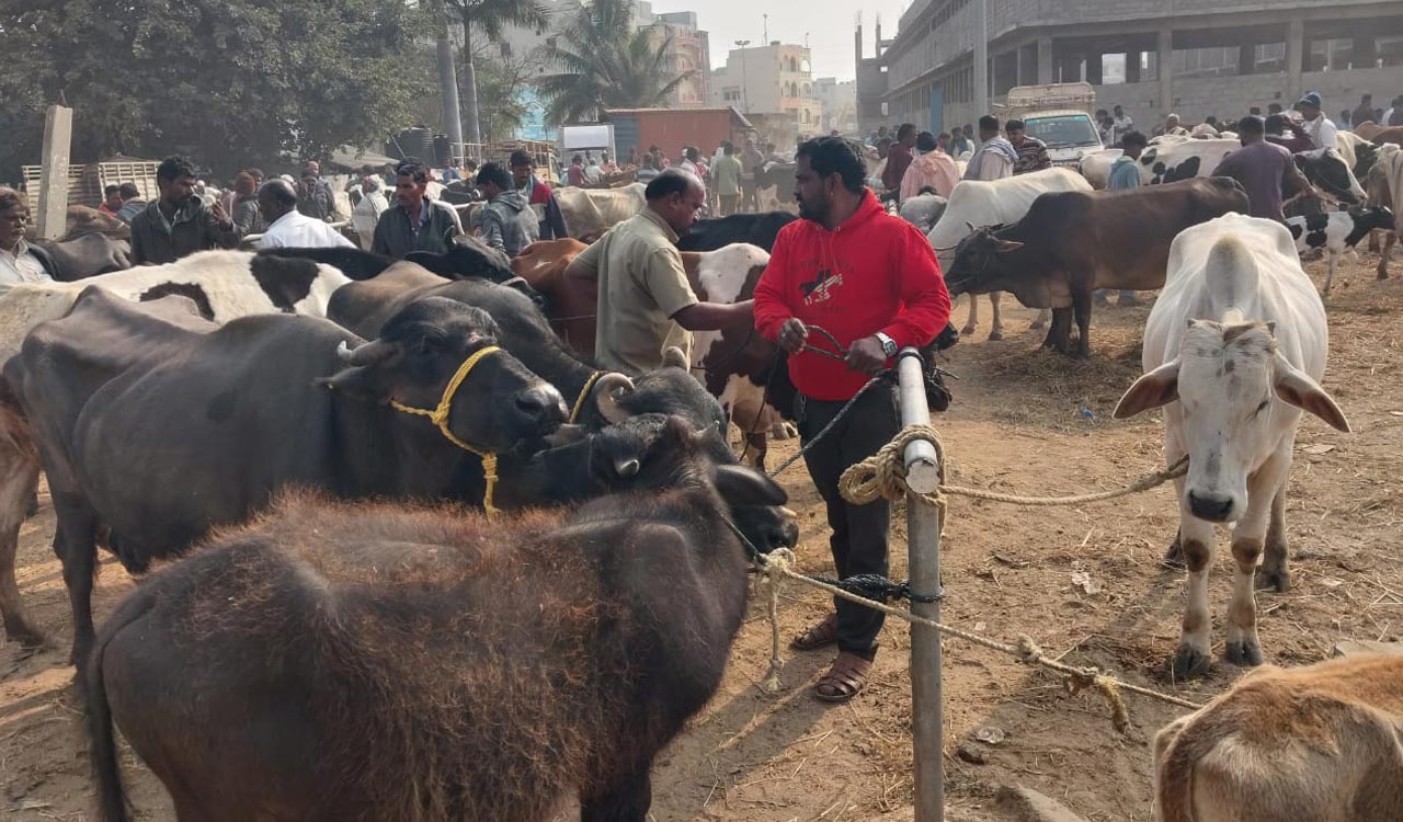 Weekly cattle market thrives in fast-growing Thukkuguda