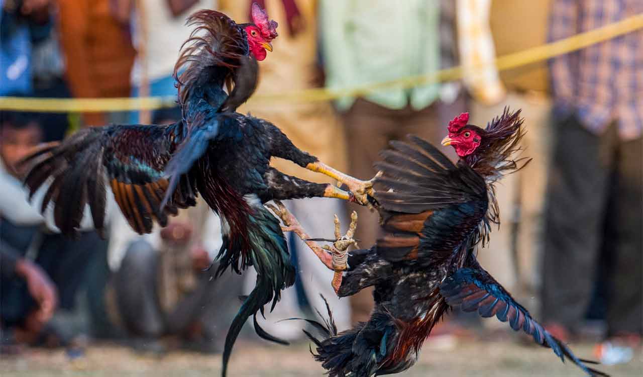 Cockfights organised across Andhra Pradesh despite ban