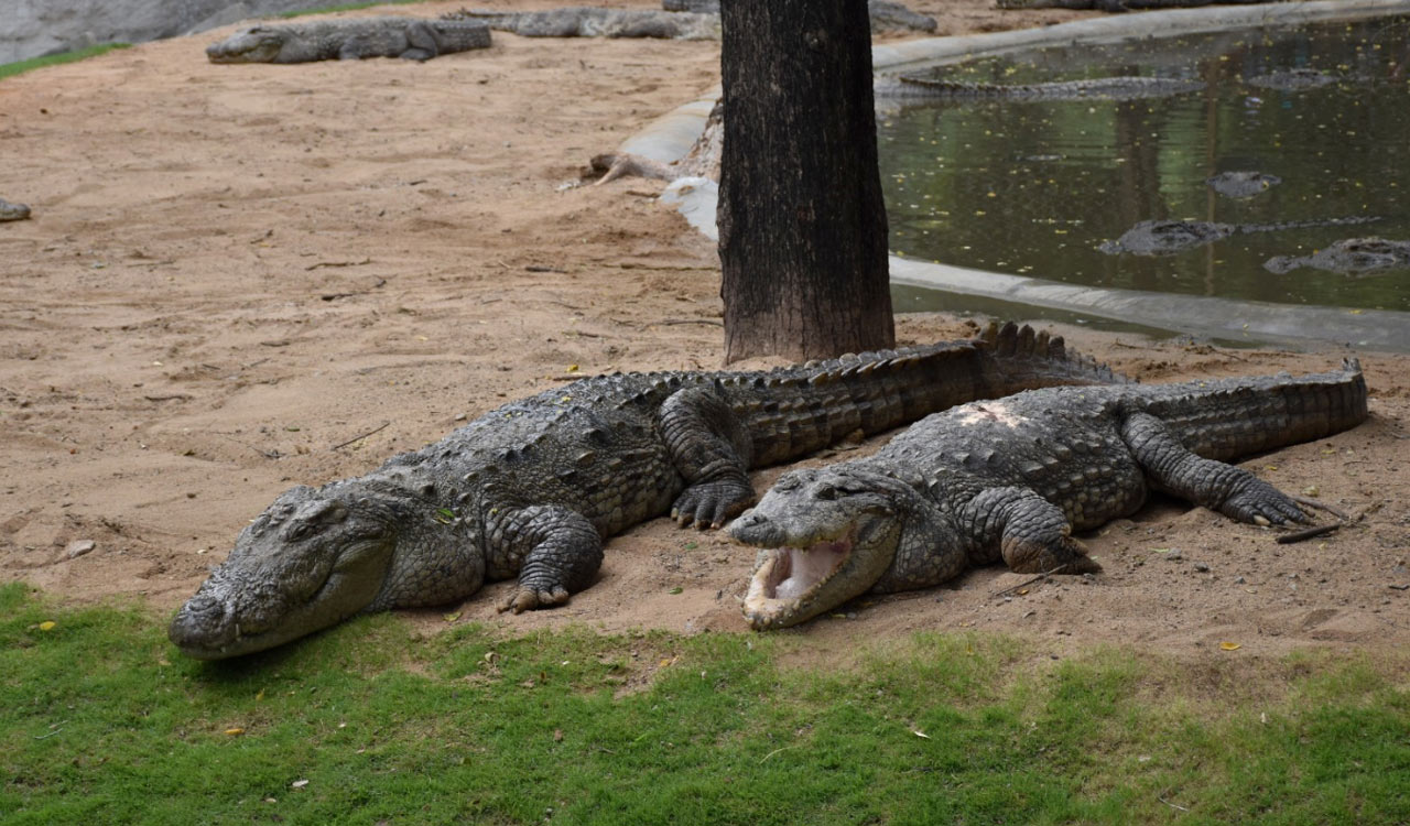 Glukem Biocare company adopts mugger crocodiles at Hyderabad zoo