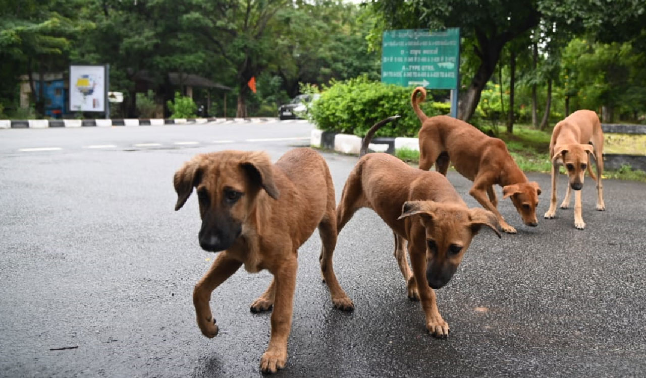 Fund crunch hits efforts to curb stray dog, monkey menace in Telangana