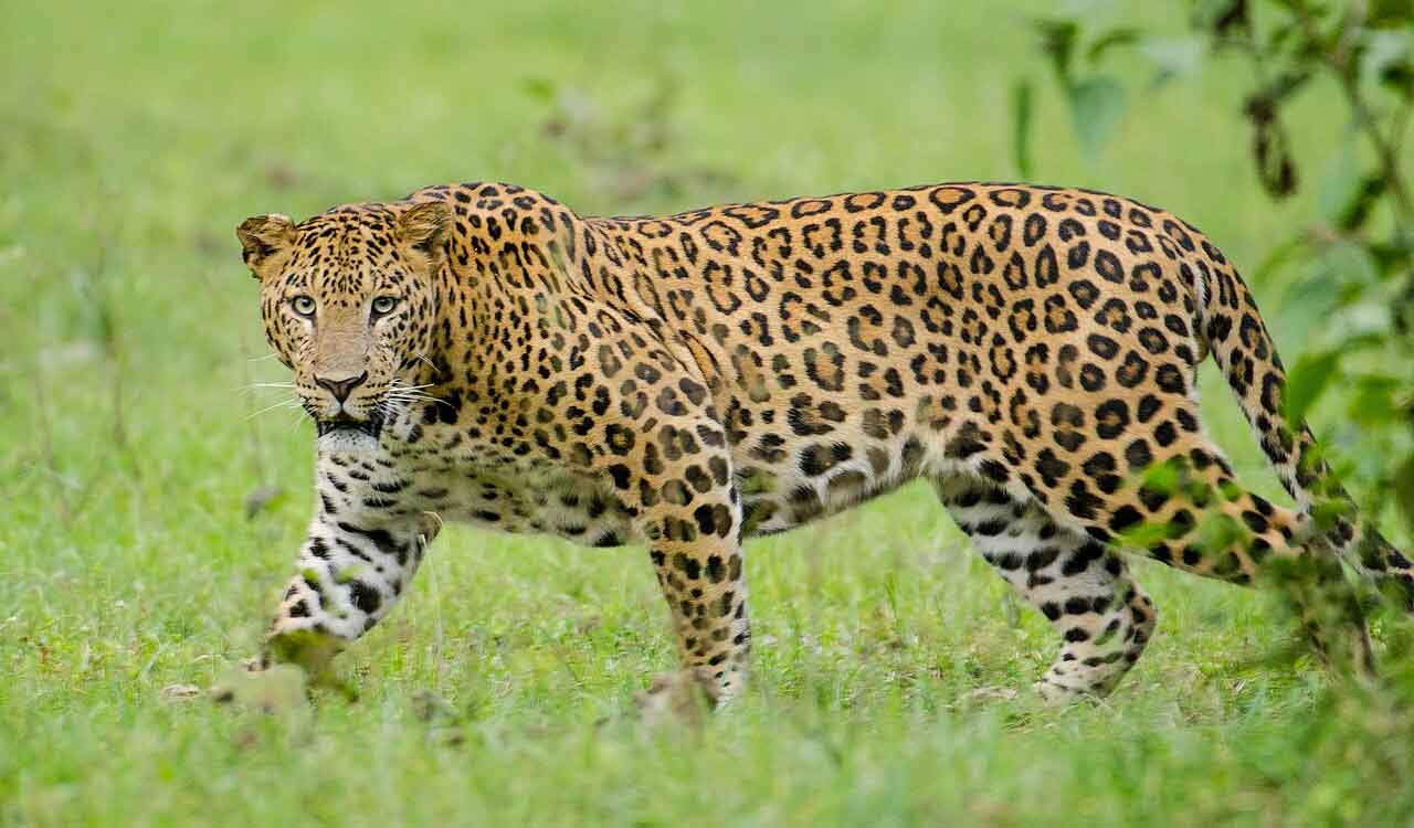 Leopardess found dead at MP’s Kanha Tiger Reserve