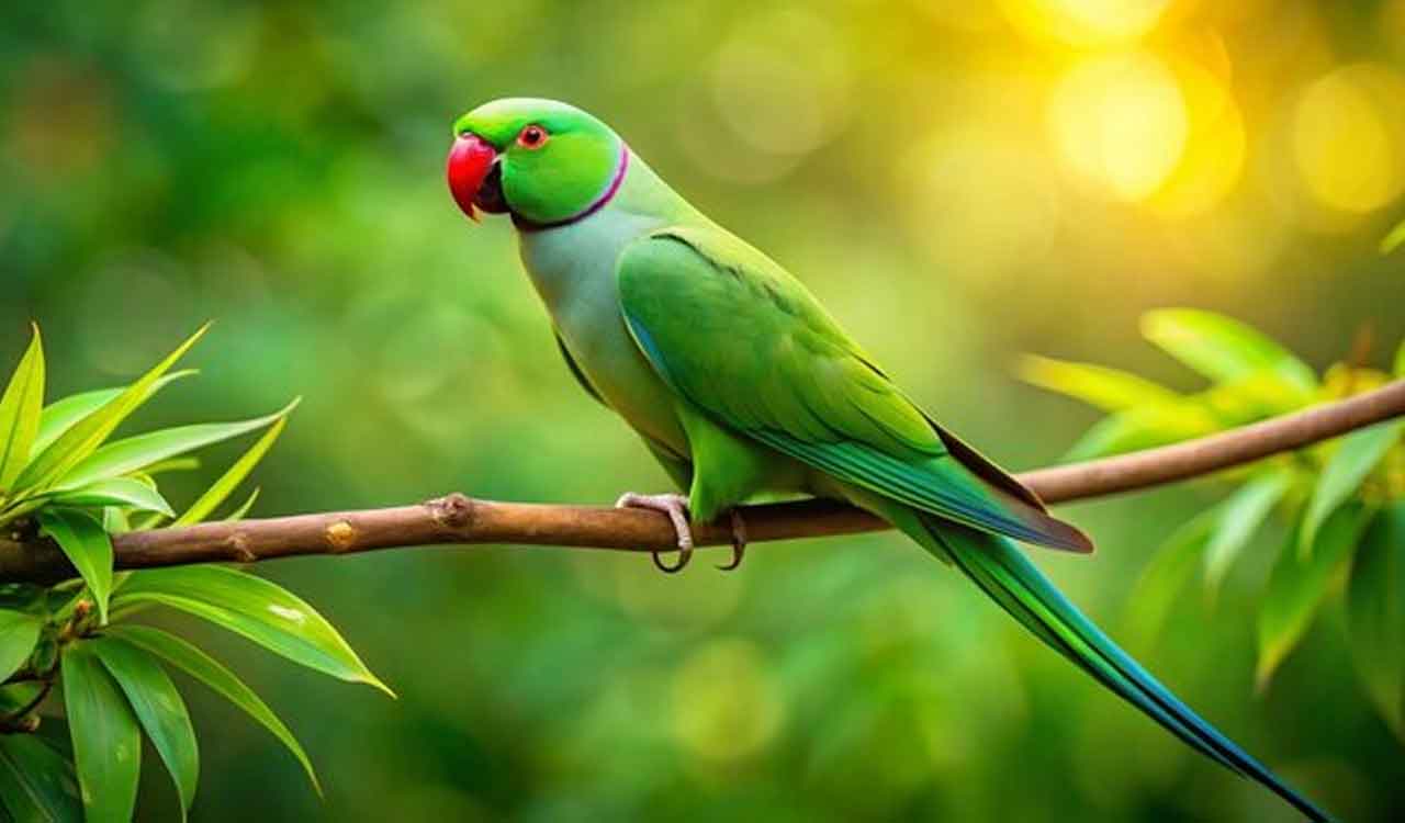 200 parrots die of food poisoning in MP’s Khargone district
