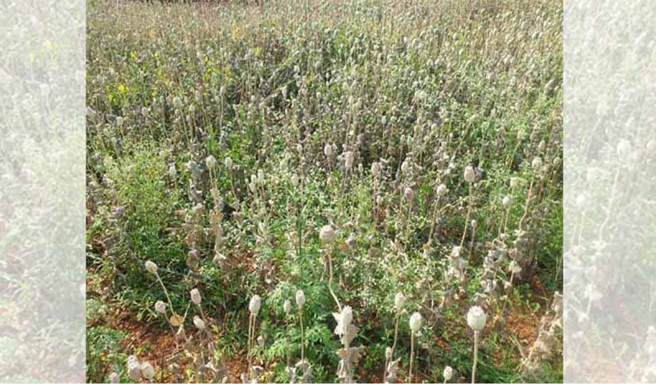 Over 306 acres of poppy fields destroyed in Manipur crackdown