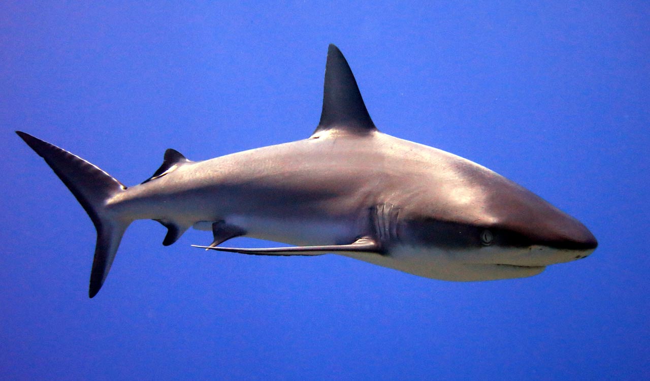 Surfer bitten in 4th shark attack off Australia’s east coast in 3 days 