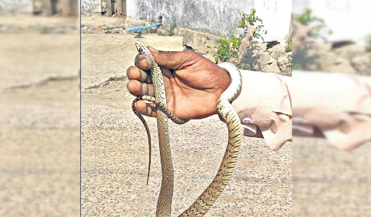 Snake enters Adilabad school, panic among students and parents