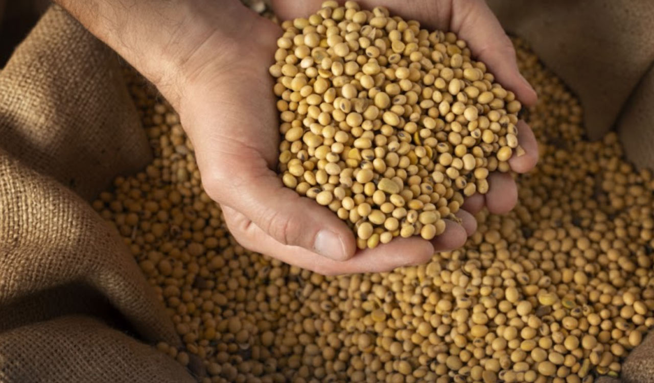 Centre–State blame game leaves Telangana soybean farmers in limbo