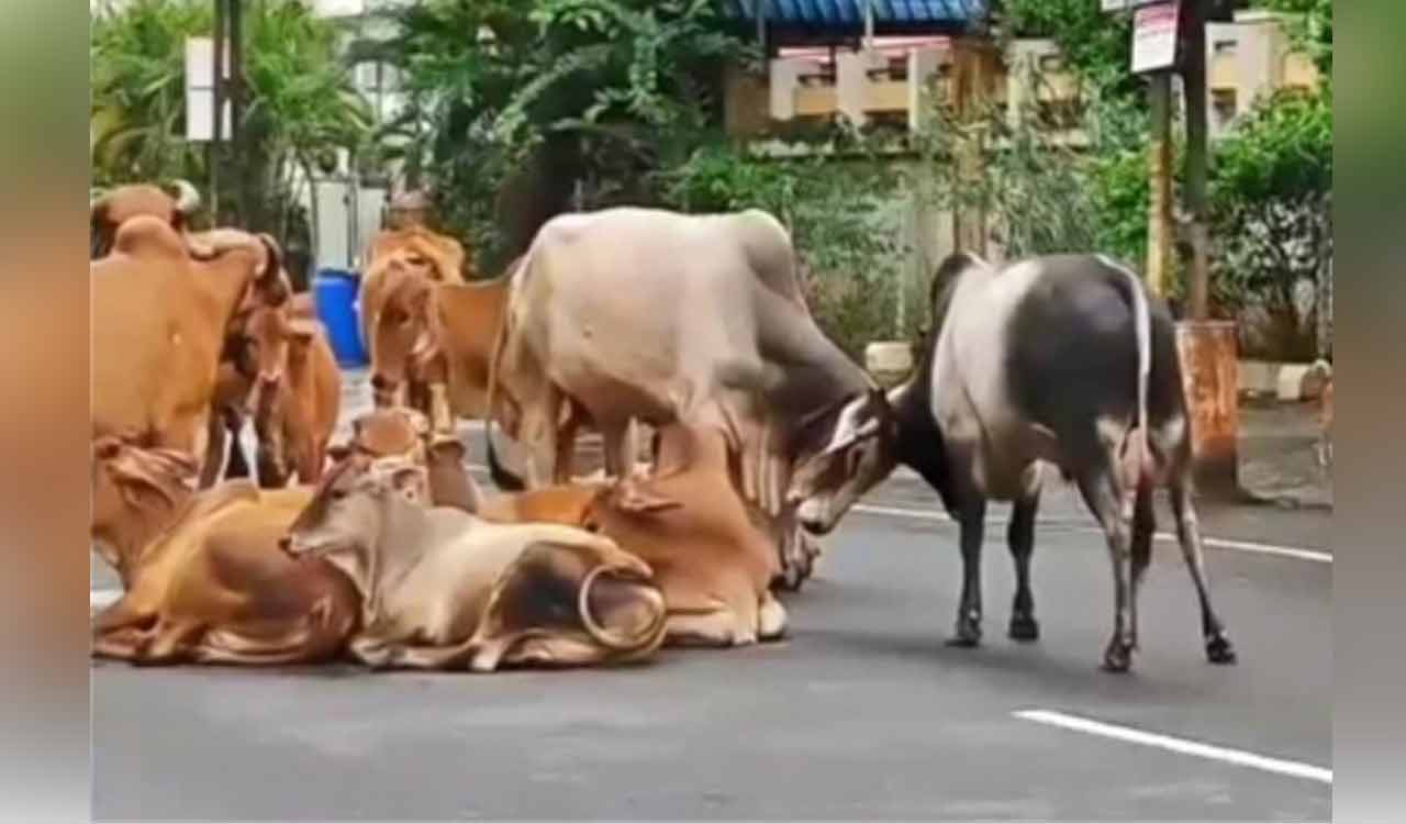 Gujarat plans AI-based system to manage stray cattle in cities