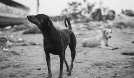 Around 300 street dogs killed in Telangana’s Pegadapalli