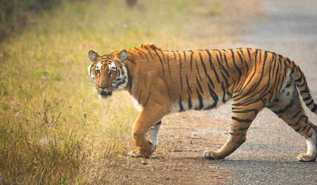 All India Tiger Estimation-2026 concludes in Adilabad