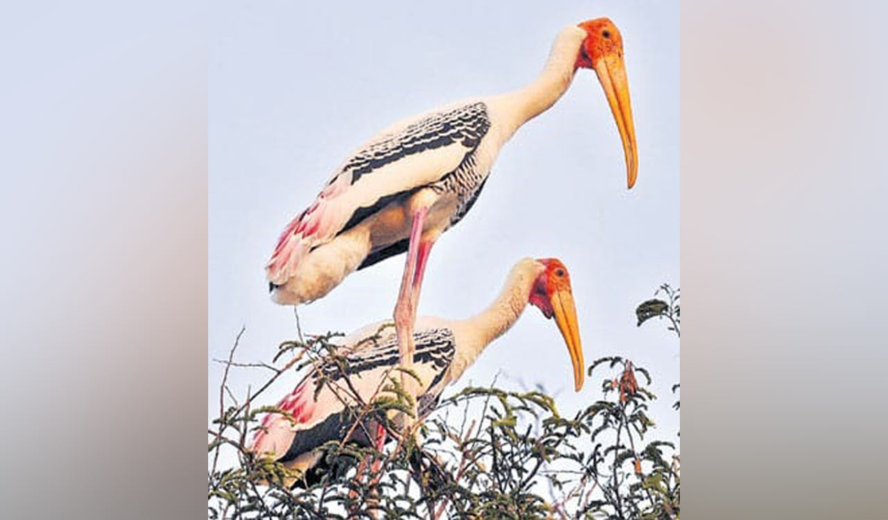 Migratory birds return to Chintapalli in Khammam after gap of three years