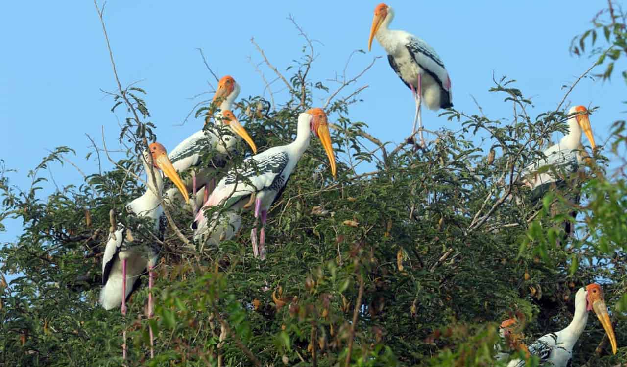 Migratory birds return to Chintapalli in Khammam after gap of three years