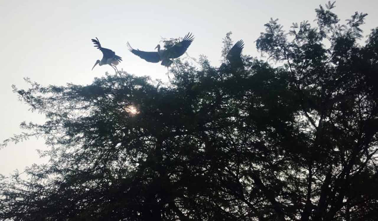 Migratory birds return to Chintapalli in Khammam after gap of three years