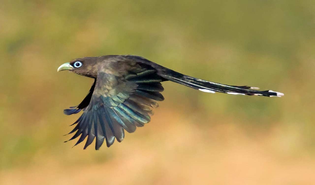 Hyderabad Bird Atlas season 3 records highest-ever 214 species