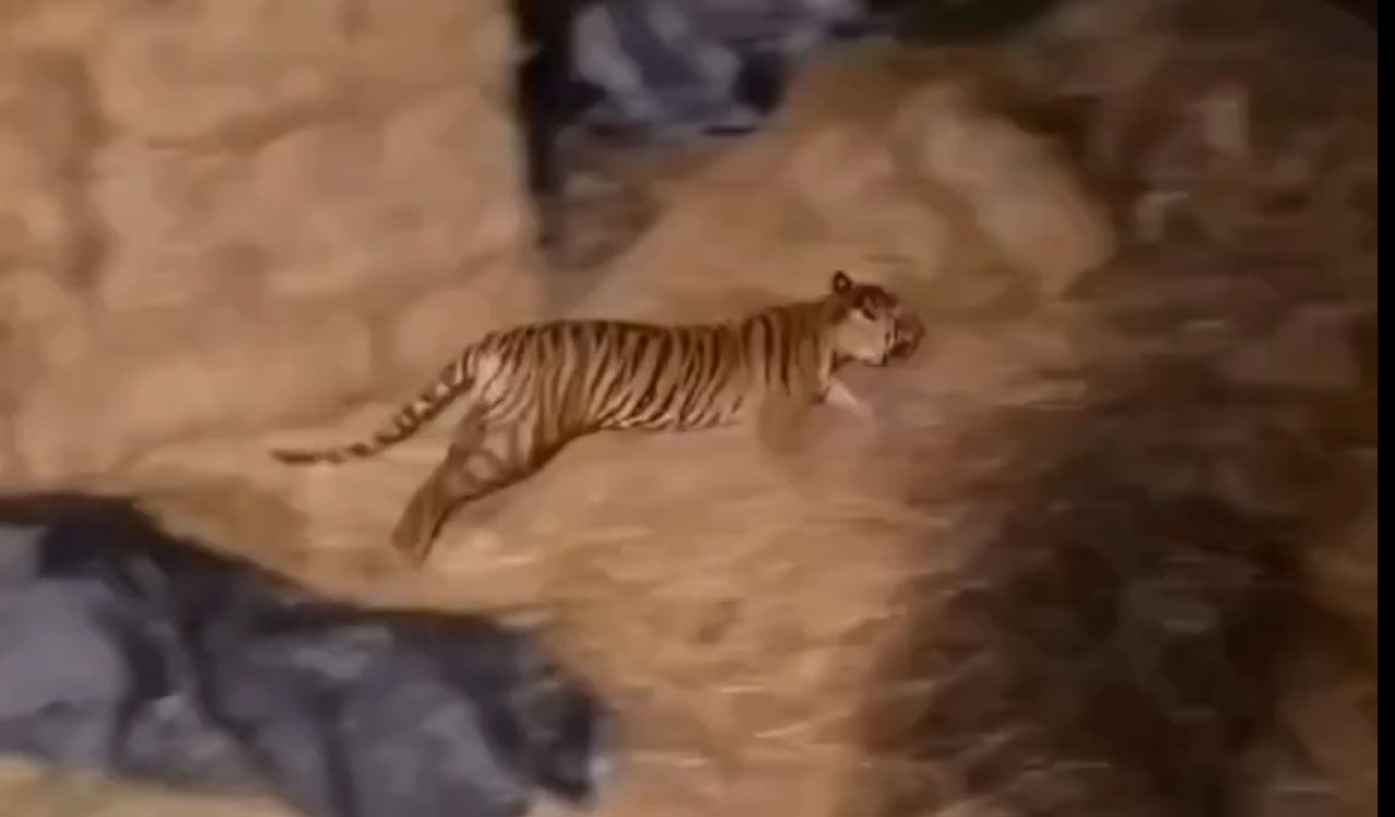 Tiger captured after six-day rescue operation near Rajahmundry