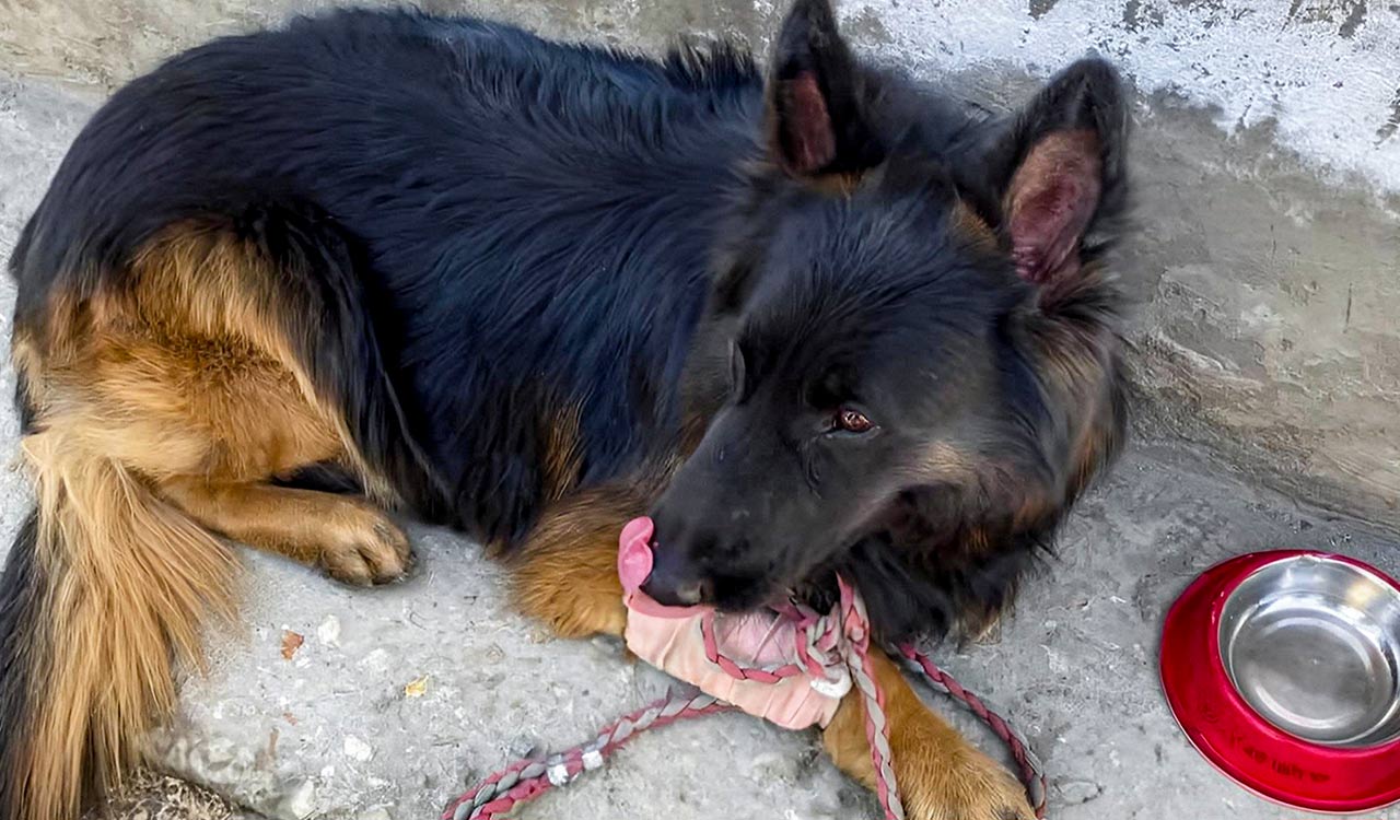 Bullet-wounded canine soldier ‘Tyson’ recovering well: Indian Army