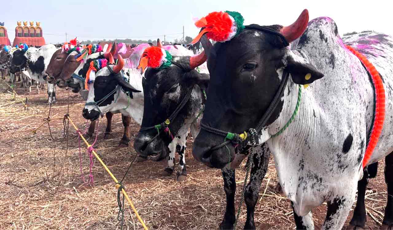 Sangareddy: Bulls fetch up to Rs.3.40 lakh at Nyalkal cattle fair during Urs