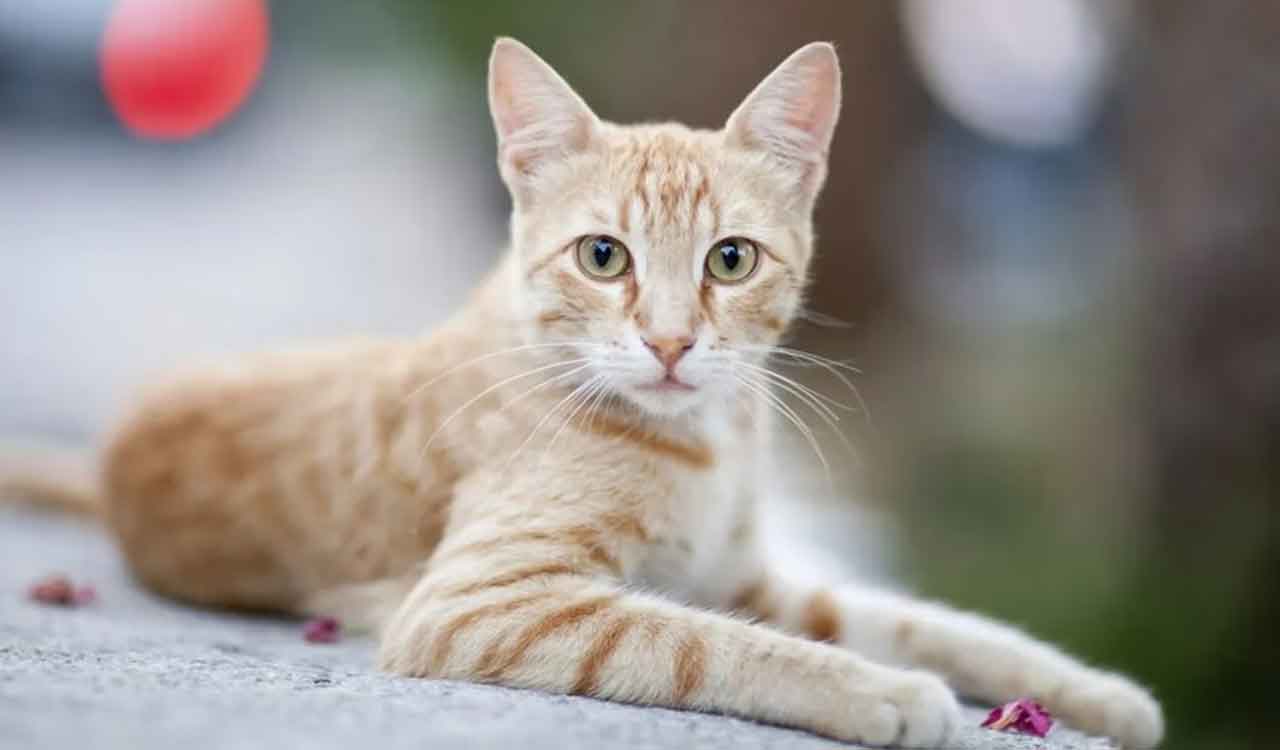 Cat stranded on Kochi Metro Rail pillar rescued