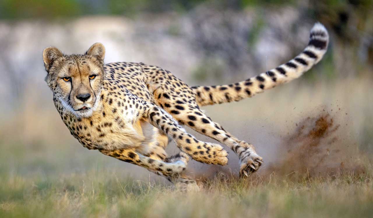 Nine cheetahs from Botswana arrive at Kuno, India’s count rises to 48