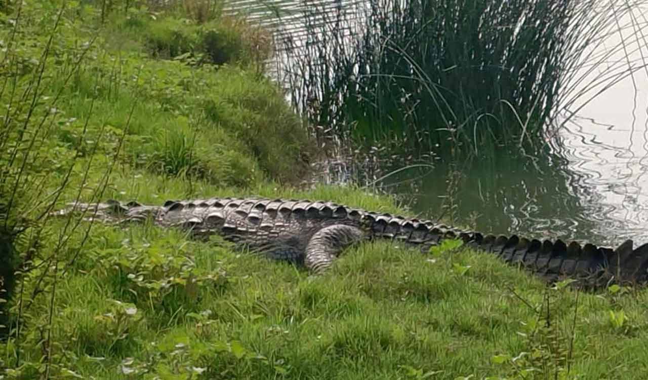 Crocodile sighted on banks of Wardha river in Asifabad, farmers panic