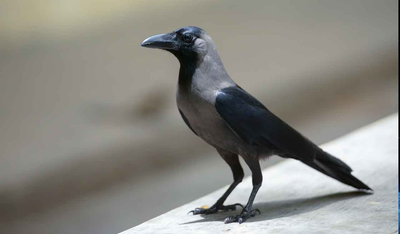 Tamil Nadu sounds high alert after crow deaths raise avian flu fears