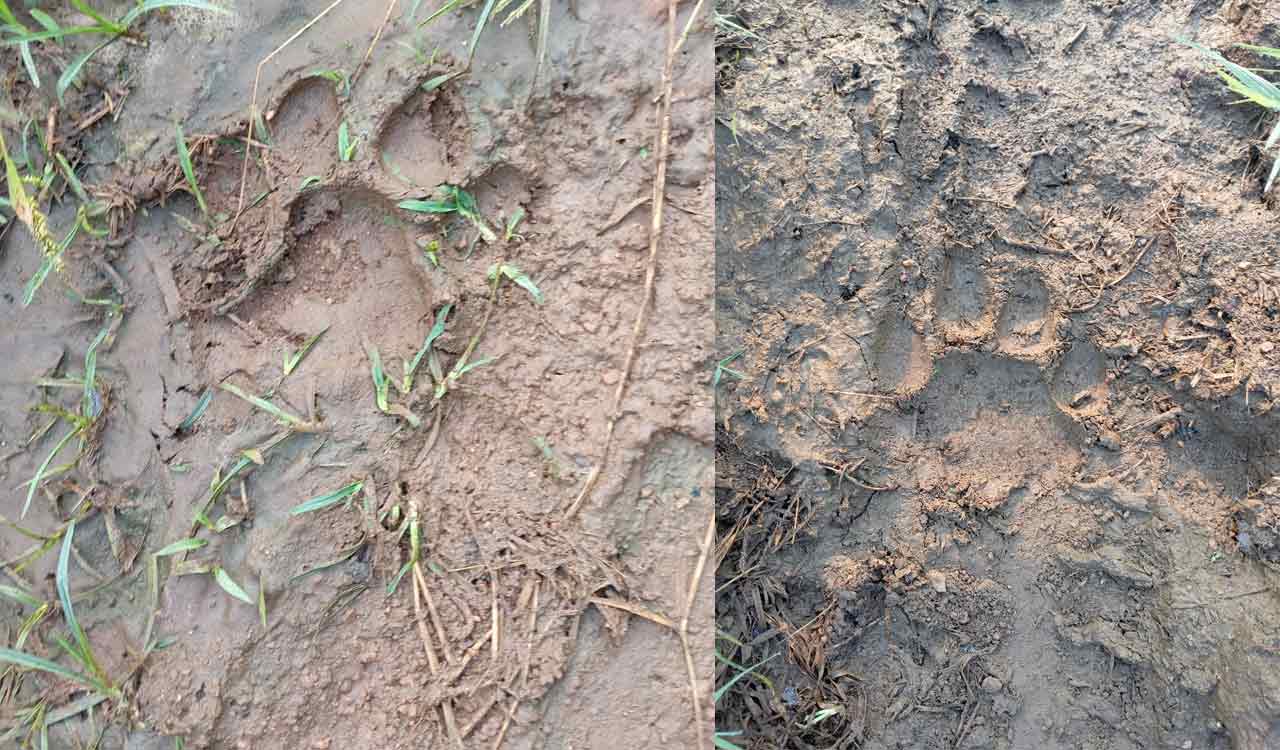 Elusive tiger moves west towards Vithalapur, villagers put on alert in Siddipet