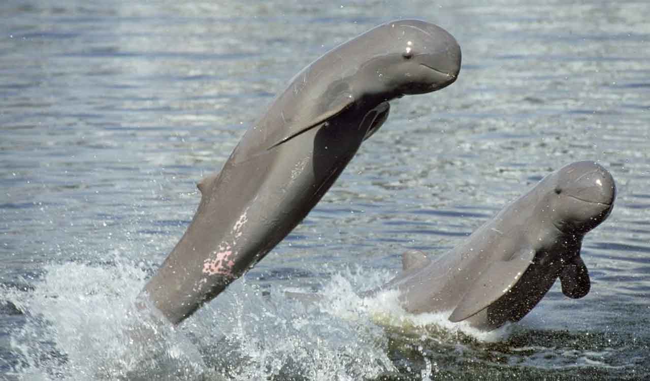 Irrawaddy dolphins found near Rushikulya river mouth in Odisha