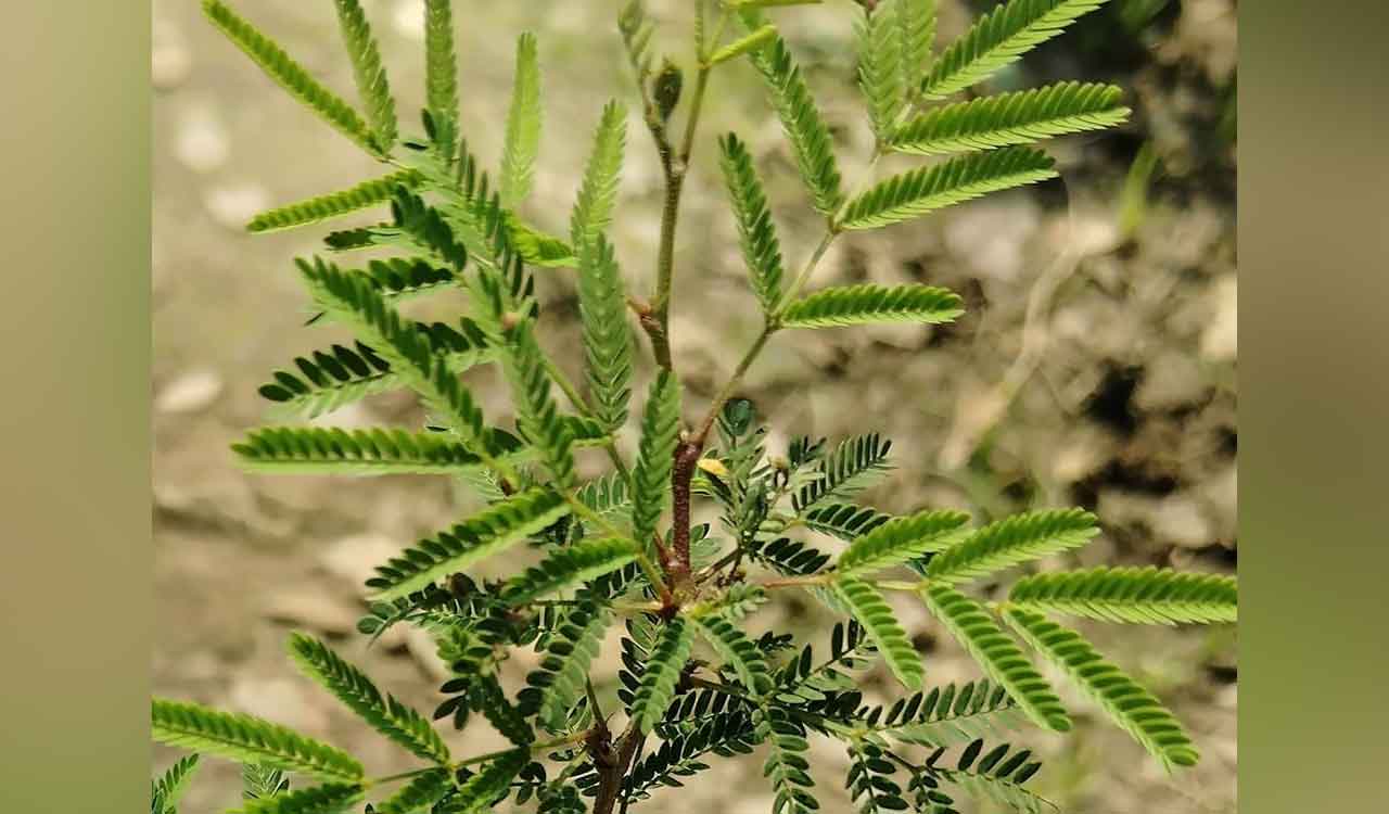 Rajasthan govt gives assurance no khejri tree will be cut illegally; Khejri Bachao Andolan called off