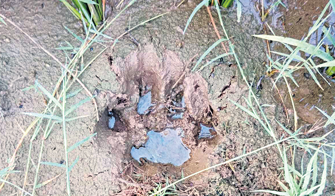 Telangana forest officials mull immobilisation as wandering tiger makes eighth kill